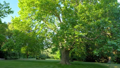 Slow rotating shot of a large tree in full bloom in a stunning garden