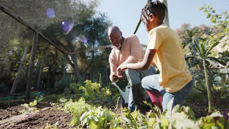 abuelo y nieto afroamericanos mayores recogiendo verduras en un jardín soleado, cámara lenta