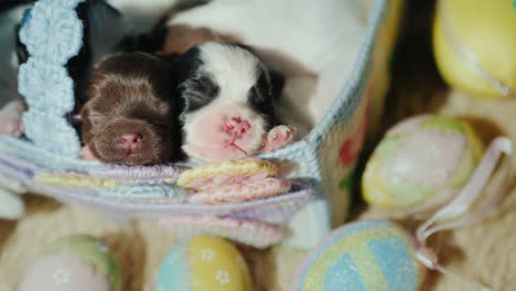 Cachorro-Recién-Nacido-Cerca-De-Huevos-De-Pascua-06