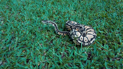 python ball  looking intently ahead, probably spotted prey