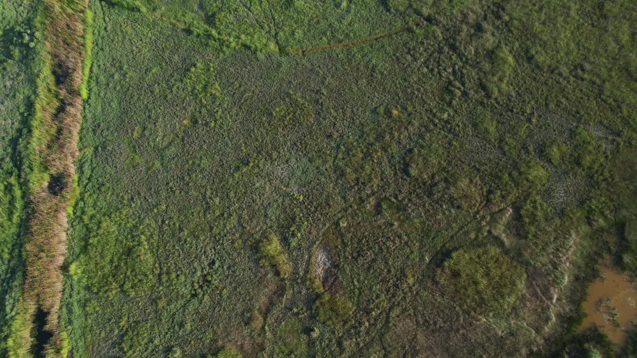 video revelación del lago y el bosque