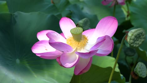 hermosa flor de loto iluminada con pétalos de color rosa en medio de la hermosa naturaleza
