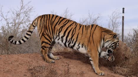 Tiger-Isst-Stück-Fleisch-Und-Benutzt-Pfote,-Um-Nahrung-In-Den-Mund-Zu-Befördern-(Zeitlupe)