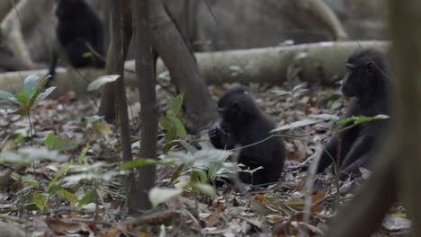 A-baby-monkey-and-his-mother-sitting-and-playing-with-each-other-on-the-ground-in-the-jungle