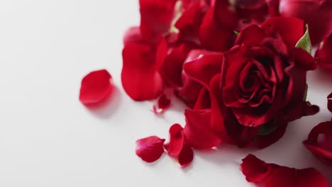 red rose and petals lying on pink background at valentine's day