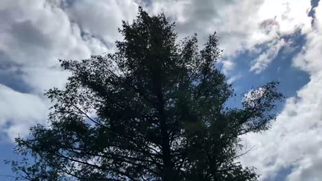 lapso de tiempo con árboles y nubes en movimiento