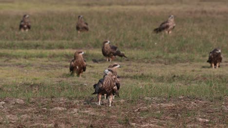 Black-eared-Kite-Milvus-lineatus-two-individuals-up-front-looking-around-as-others-at-the-back-relaxing-while-some-kites-flyby,-Pak-Pli,-Nakhon-Nayok,-Thailand