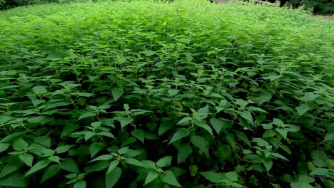 harvested field of very vigorous nettles in a shady place sheltered from the wind, side shot to the right