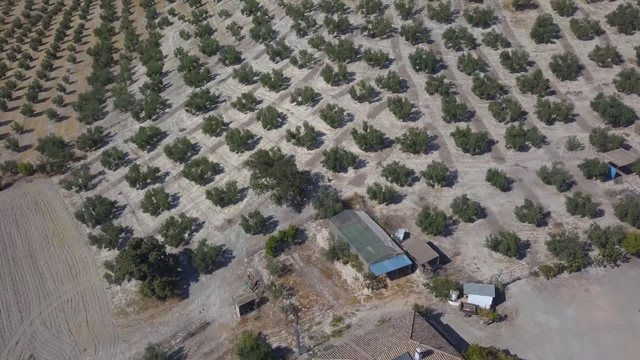 toma aérea de una gran casa blanca típica con una piscina rodeada de campos de olivos en andalucía, españa