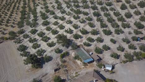 Toma-Aérea-De-Una-Gran-Casa-Blanca-Típica-Con-Una-Piscina-Rodeada-De-Campos-De-Olivos-En-Andalucía,-España