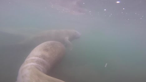 Manatee-calf-and-mother-swimming