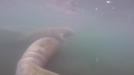 el ternero de manatí y la madre nadando