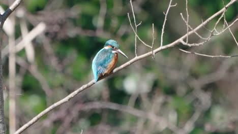 Eurasischer-Eisvogel,-Der-Auf-Einem-Blattlosen-Zweig-Des-Baums-In-Tokyo,-Japan-Stillsteht