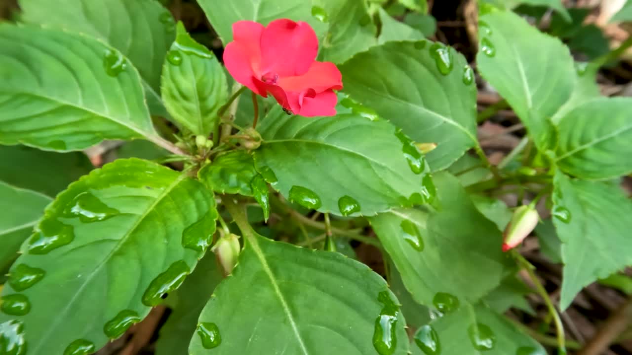Una pianta fiorita di balsamina o impatiens balsamina, che è rosa, con foglie verdi