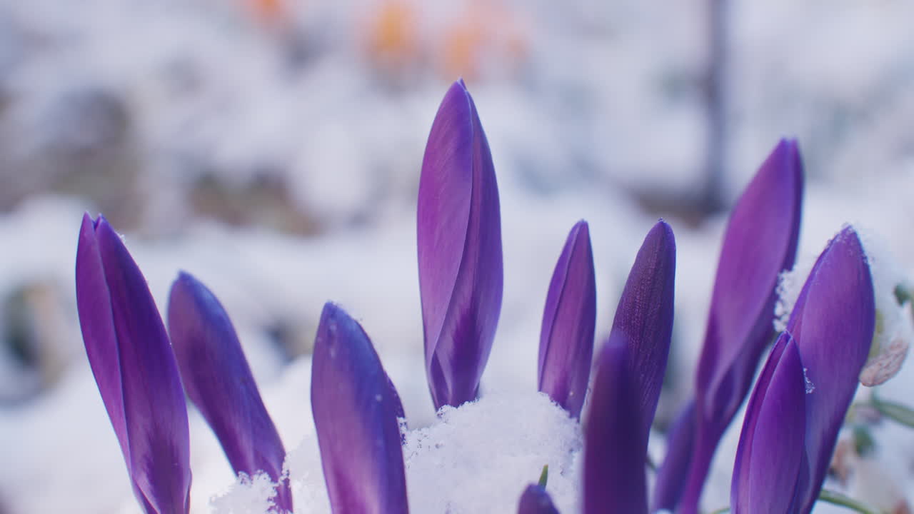 Primo piano di fiori di croco chiusi all'inizio della primavera.