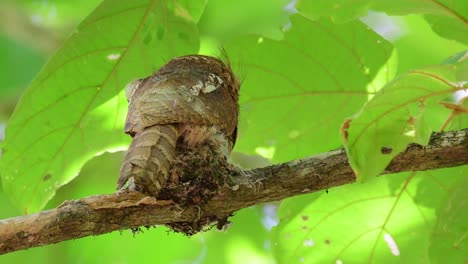 馬場青<unk> (batrachostomus javensis) 馬場青蛙的口