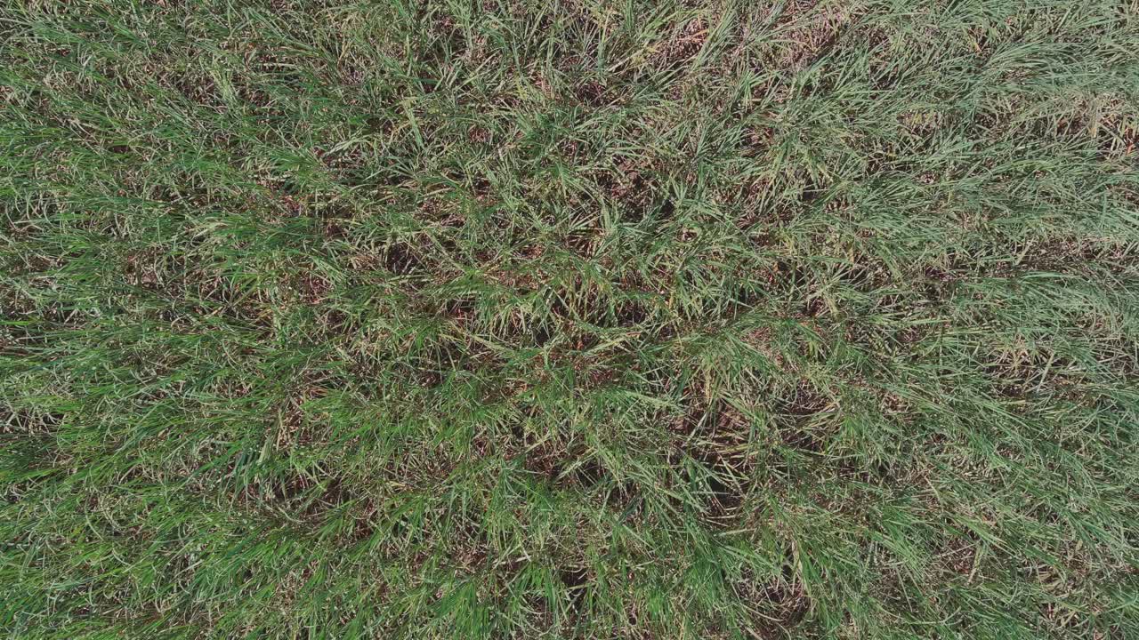 Aerial shot, looking down into a field of green sugar cane.