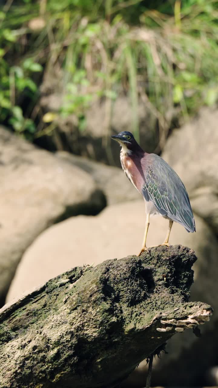 Airone verde in piedi su un tronco muschioso nel suo habitat naturale