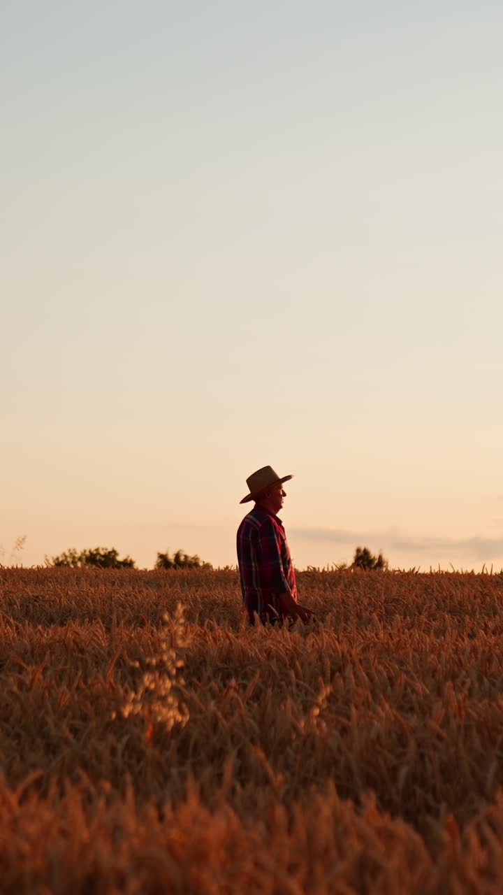 Side view of an old man walking through the farmland at sunset. Farmer looks at his wheat field ready to be harvested. Vertical video
