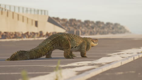 a crocodile walks on a road near the beach