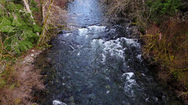 Close up shot of Cedar River flowing through rocks in forest in Washington State