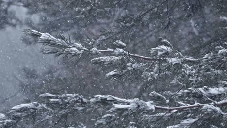 nieve ligera cayendo sobre ramas de abeto en el bosque, inicio del invierno