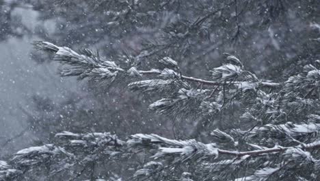 light snow falling on fir tree branches in woods, onset of winter