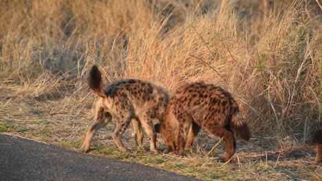plano general de tres cachorros de hiena manchada olfateando la hierba y mostrando dominio, parque nacional kruger