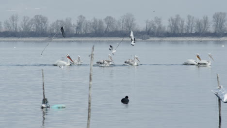 Pelícanos-Dálmatas-Y-Grandes-Blancos-Nadan-En-Cámara-Lenta-En-El-Lago-Kerkini