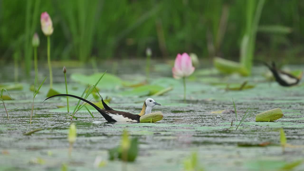 A pair of Pheasant-tailed Jacanas seen together in a lily-covered pond during rainfall, displaying natural bonding behavior