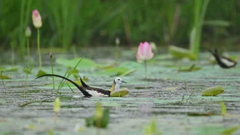 a pair of pheasant-tailed jacanas seen together in a lily-covered pond during rainfall, displaying natural bonding behavior