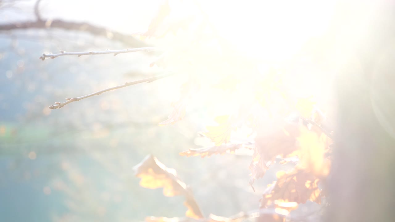 Sun shines through a forest and reflects on brown, golden oak leaves. The wind blows slowly through the branches. Close up shot in an austrian forest. A mosquito is flying in front of the lens.