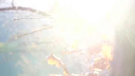 sun shines through a forest and reflects on brown, golden oak leaves. the wind blows slowly through the branches. close up shot in an austrian forest. a mosquito is flying in front of the lens.