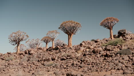quiver trees in a dry, arid landscape