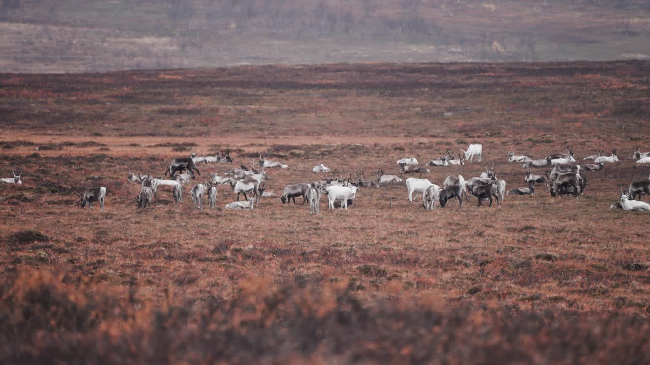 una manada de renos en la meseta de stokkedalen
