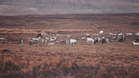 Una-Manada-De-Renos-En-La-Meseta-De-Stokkedalen