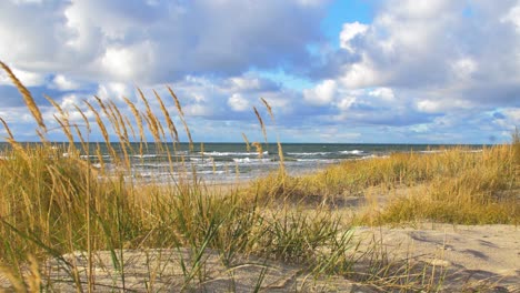 idyllic view of empty baltic sea coastline, yellow grass in foreground, steep seashore dunes damaged by waves, white sand beach, coastal erosion, climate changes, wide shot