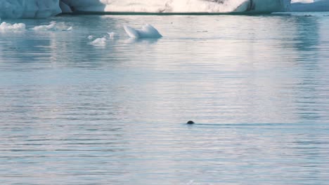 Foca-Nadando-En-El-Mar-Con-Témpanos-De-Hielo,-Sólo-Su-Cabeza-Visible-Sobre-El-Agua.