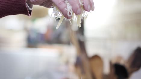 beautiful hand throws shredded cheese onto fondue pot for preparation, slow motion