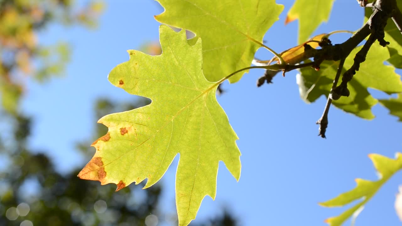 Syksyn lehdet aurinkoisen sinisen taivaan alla.
