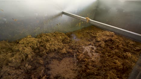 fibers of crushed agave hearts, called "piñas", at a distillery in tequila, jalisco, mexico