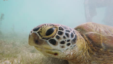 Filmische-Nahaufnahme-Einer-Schildkröte-In-Zeitlupe-In-4K-In-Klarem-Wasser,-120fps,-Slomo