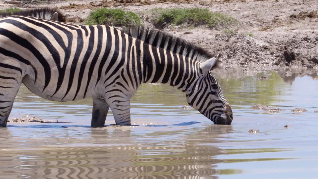 Zebre che si radunano alla pozza d'acqua