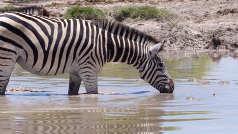 zebra's gathering in the waterhole