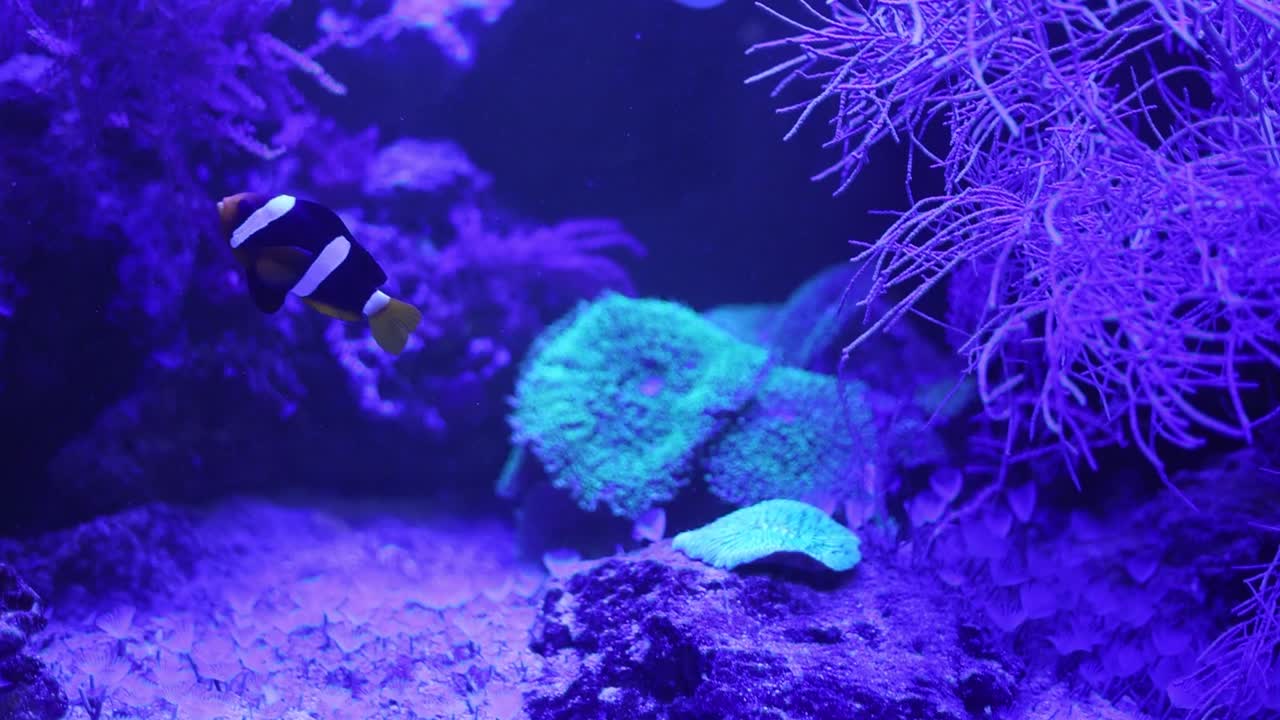Clownfish in a vibrant coral reef aquarium