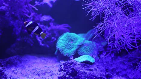 clownfish in a vibrant coral reef aquarium