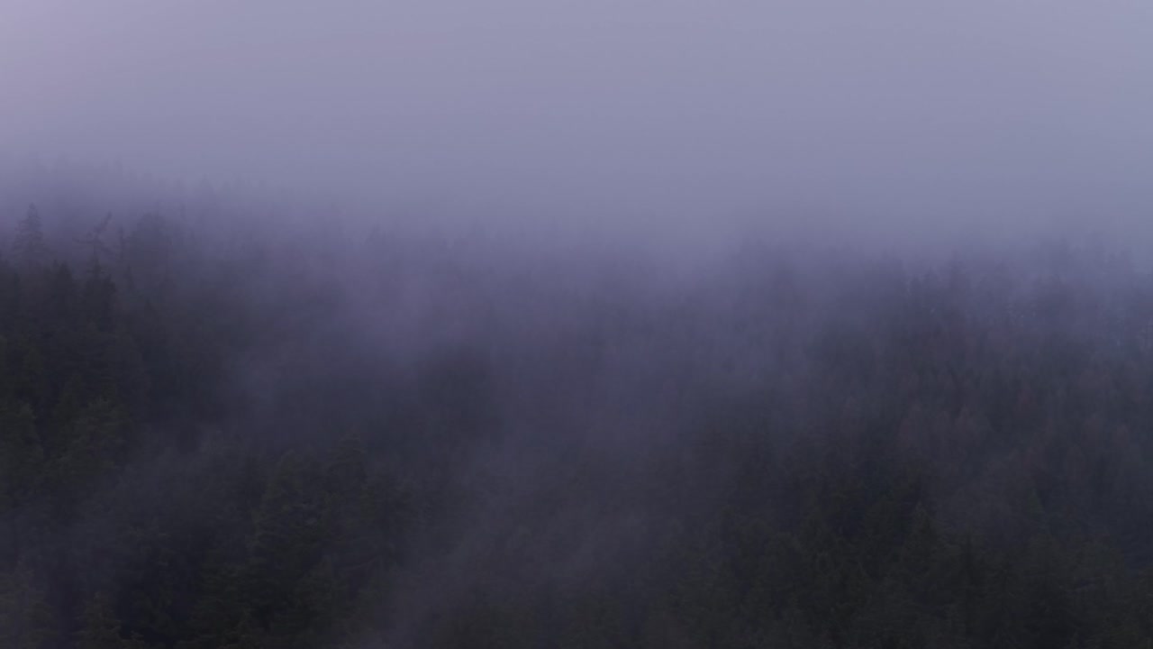 Luftfoto af nåletræskroner, der stikker op af tyk tåge. Skoven føles kold, mørk og fuld af efterårsmysterier.