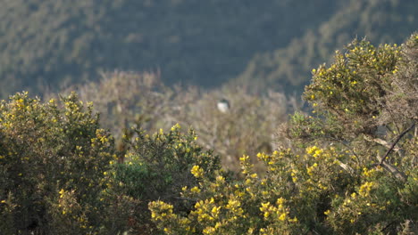 Vista-Lejana-De-La-Perca-De-Paloma-Torcaz-Kereru-Sobre-Arbustos-De-árboles-En-La-Costa-Oeste-De-Nueva-Zelanda