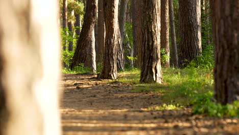 Una-Toma-Deslizante-Inmersiva-Captura-El-Corazón-De-Un-Bosque-Tranquilo