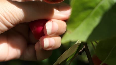 recogiendo frutas maduras rojas del árbol, manzanas pequeñas en el árbol de cerca